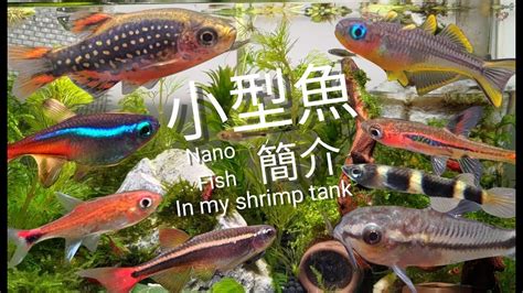 好養的小魚|水族【13種小型魚介紹】魚蝦瘋狂混養參考EP.1｜Nano fish in my 